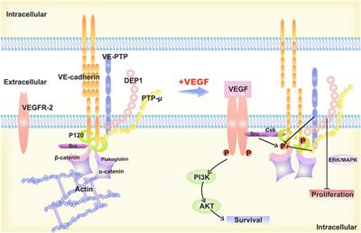 Molecular mechanism of VE-cadherin in regulating endothelial cell behaviour during angiogenesis